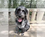 Small #1 Poodle (Standard) Mix