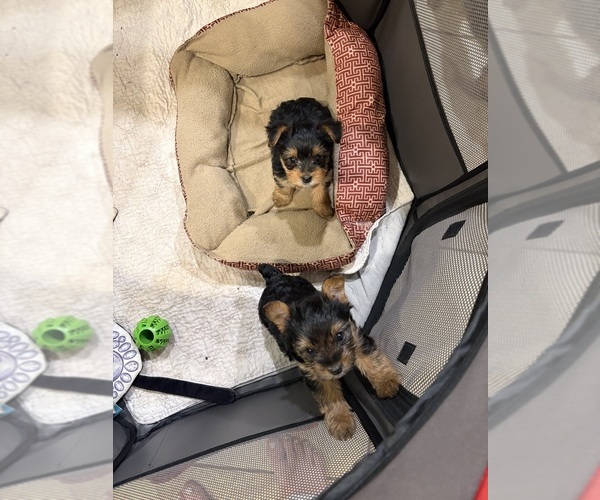 Medium Photo #1 Yorkshire Terrier Puppy For Sale in LA VERNIA, TX, USA