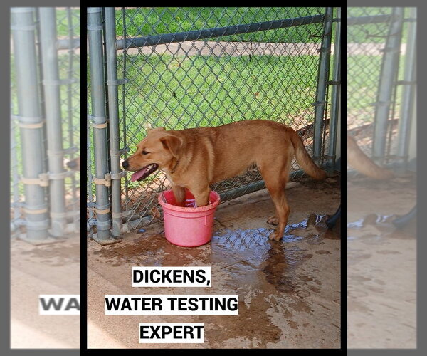 Medium Photo #5 Mutt Puppy For Sale in Granbury, TX, USA