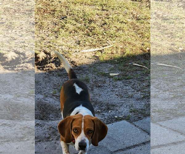 Medium Photo #3 Beagle Puppy For Sale in Tampa, FL, USA