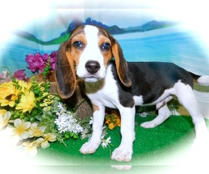 Beagle Puppy for sale in HAMMOND, IN, USA