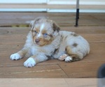 Small #3 Miniature Australian Shepherd