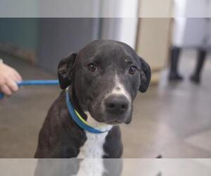 American Pit Bull Terrier-Labrador Retriever Mix Dogs for adoption in Mountain Home, AR, USA