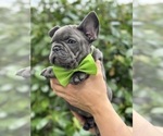 Small Photo #4 French Bulldog Puppy For Sale in BROOKLYN, NY, USA