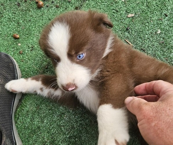 Medium Photo #5 Australian Shepherd Puppy For Sale in NELSON, VA, USA
