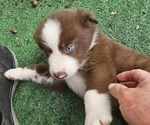 Small Photo #5 Australian Shepherd Puppy For Sale in NELSON, VA, USA