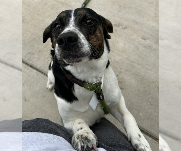 Medium Photo #1 Beagle-Unknown Mix Puppy For Sale in Pueblo, CO, USA
