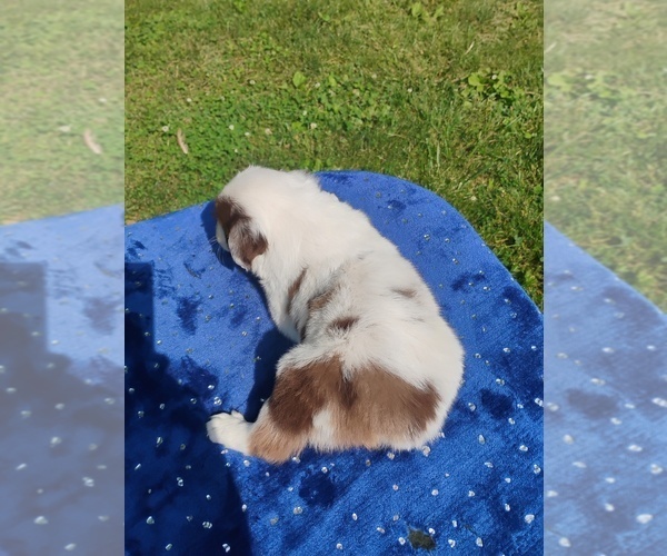 Medium Photo #2 Miniature American Shepherd Puppy For Sale in MONTGOMERY CITY, MO, USA