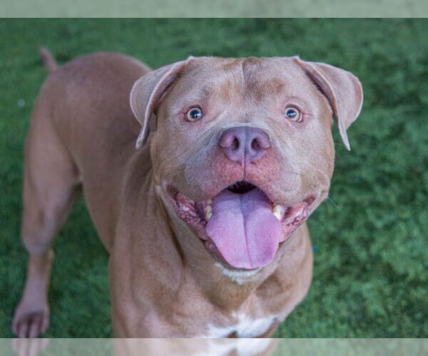 Medium Photo #2 American Pit Bull Terrier Puppy For Sale in Pasadena, CA, USA
