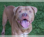 Small #1 American Pit Bull Terrier
