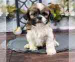 Small #1 Shih Tzu