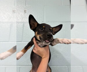 Chihuahua-Unknown Mix Dogs for adoption in Temple, TX, USA