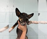 Small Chihuahua Mix