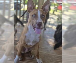 Labrador Retriever-Unknown Mix Dogs for adoption in Conroe, TX, USA