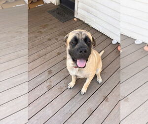 Mastiff Dogs for adoption in Goodyear, AZ, USA