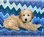 Small Photo #3 Labradoodle Puppy For Sale in KIRKWOOD, PA, USA