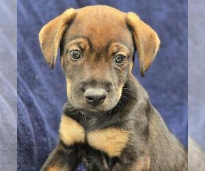 Chihuahua-Unknown Mix Dogs for adoption in San Diego, CA, USA