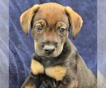 Phoenix Pup - Mercury - Female Chihuahua-Unknown Mix Dog for Adoption - Small photo