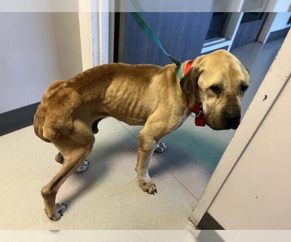 Medium Photo #1 Mastiff-Unknown Mix Puppy For Sale in Corona, CA, USA