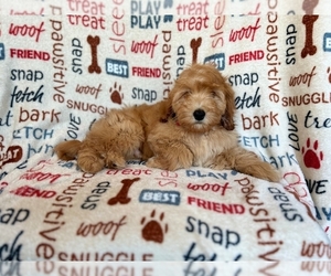 Cockapoo Puppy for sale in LAKELAND, FL, USA