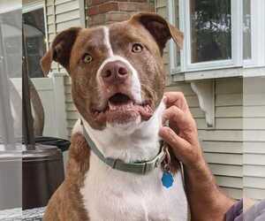 FERGAL aka RAMBO - Male Mutt Dog for Adoption - Photo #22