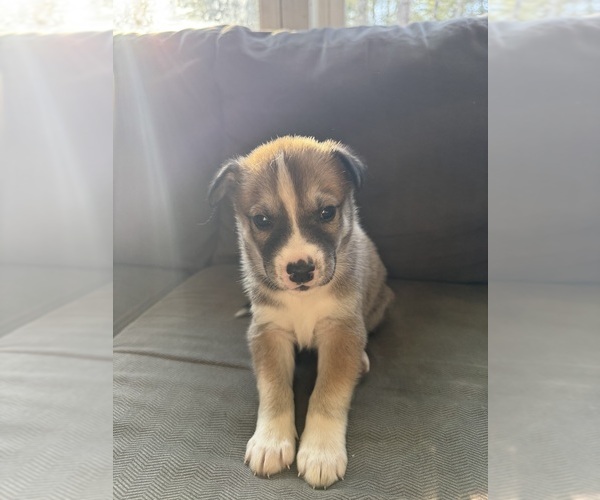 Medium Photo #1 American Pit Bull Terrier-Siberian Husky Mix Puppy For Sale in BEDFORD, NH, USA
