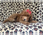 Small #2 Cavapoo