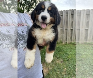 Bernese Mountain Dog Puppy for sale in BEDFORD, IN, USA