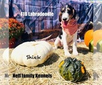 Puppy Sheik Labradoodle
