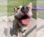 Small #4 American Pit Bull Terrier Mix