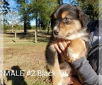 Small Photo #11 Australian Shepherd Puppy For Sale in CLARKSVILLE, TX, USA