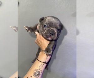 French Bulldog Dogs for adoption in SAN BERNARDINO, CA, USA