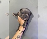 Image preview for Ad Listing. Nickname: Frenchies