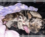 Small Photo #11 French Bulldog-Rat Terrier Mix Puppy For Sale in BROOKSVILLE, FL, USA