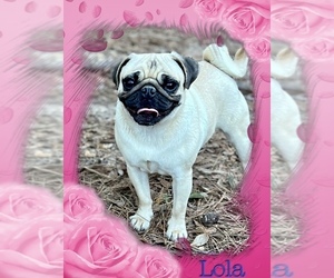 Mother of the Pug puppies born on 07/16/2025
