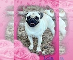 Small Photo #1 Pug Puppy For Sale in MOSELLE, MS, USA