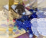 Small Photo #15 Chihuahua Puppy For Sale in RAWSONVILLE, MI, USA