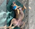 Small #17 Catahoula Leopard Dog Mix