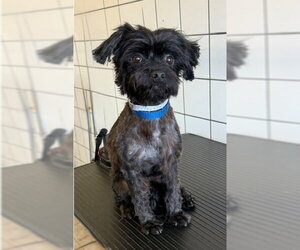 Mutt Dogs for adoption in Downey, CA, USA