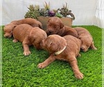 Small #15 Goldendoodle (Miniature)