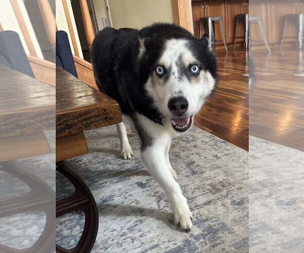 Medium Photo #2 Siberian Husky Puppy For Sale in Rockaway, NJ, USA