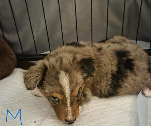 Medium Photo #9 Miniature Australian Shepherd Puppy For Sale in EVERTON, MO, USA