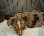 Small #8 Miniature Australian Shepherd