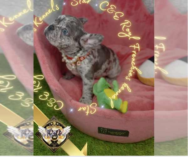 Medium Photo #2 French Bulldog Puppy For Sale in ATHENS, GA, USA