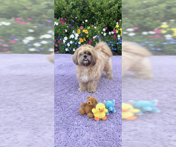 Medium Photo #8 Shih Tzu Puppy For Sale in Weston, FL, USA