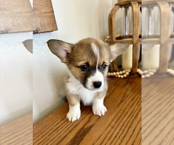 Medium Photo #6 Pembroke Welsh Corgi Puppy For Sale in ROCK VALLEY, IA, USA