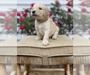 Goldendoodle Puppy for sale in FRANKLIN, VA, USA