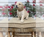 Small Photo #1 Goldendoodle Puppy For Sale in FRANKLIN, VA, USA
