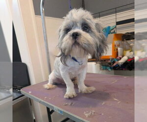 Shih Apso Dogs for adoption in Grafton, WI, USA