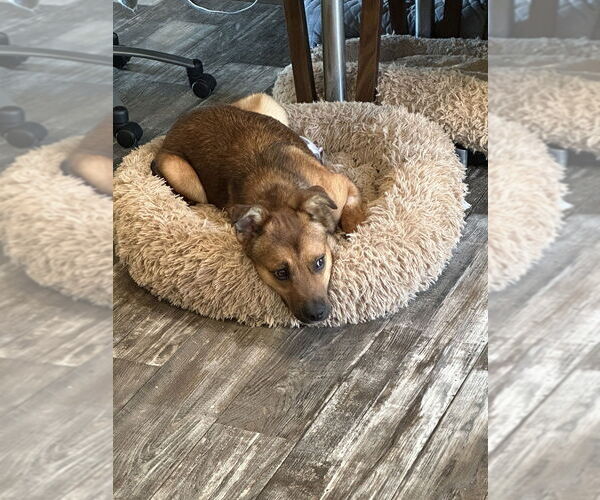 Medium Photo #2 Carolina Dog-Unknown Mix Puppy For Sale in Boston, MA, USA